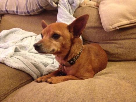 our visitor - we temporarily named him Ernesto (after guess who)